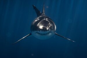 The jersey Review - shark sighting Jersey Shore 2026