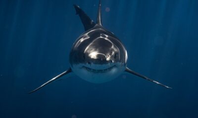 The jersey Review - shark sighting Jersey Shore 2026