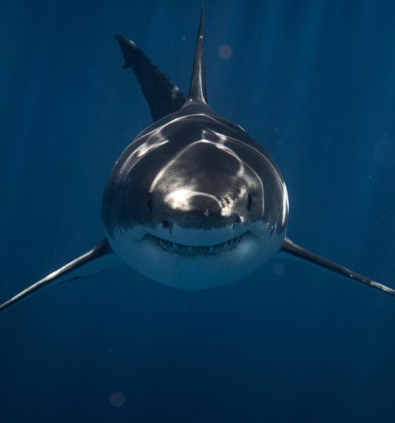 The jersey Review - shark sighting Jersey Shore 2026