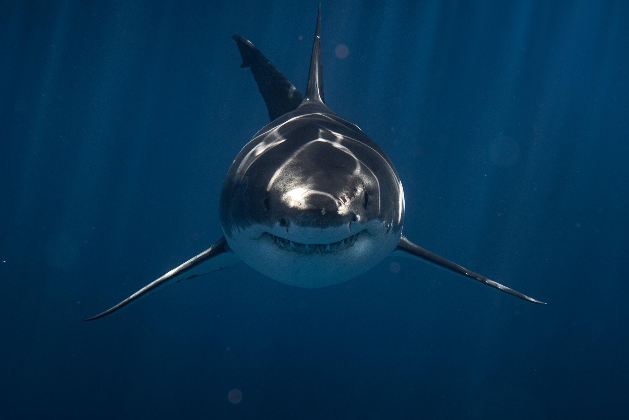 The jersey Review - shark sighting Jersey Shore 2026